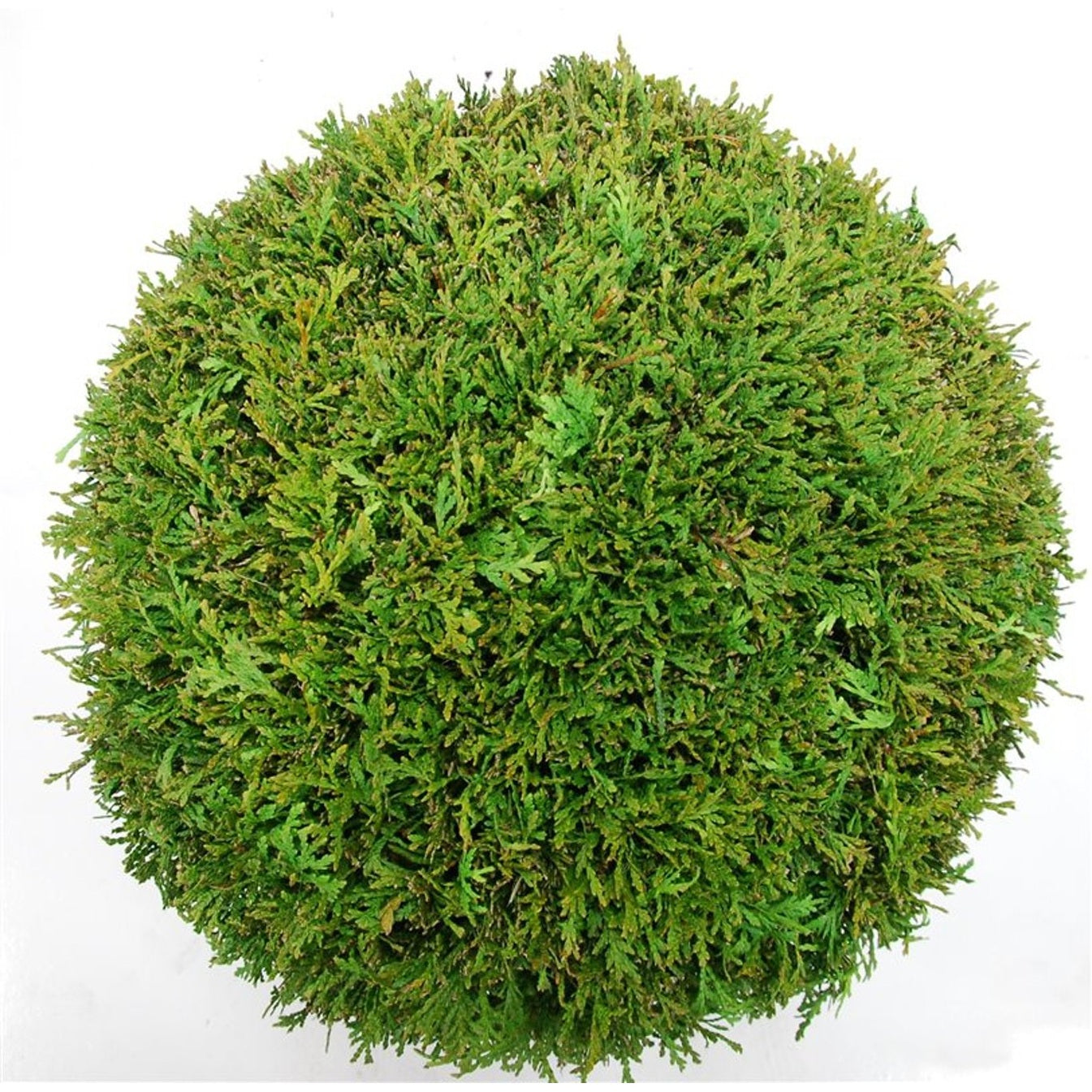 Thuja – Thuja occidentalis 'Brabant' - C25 50 cm. Bol